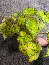 Painted Leaf Begonia Rex Live