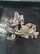 3 Different House Plant