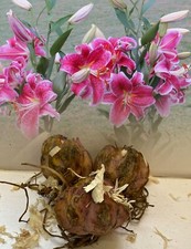 3 STARGAZER ORIENTAL LILY BULBS SIZE GRADE 1 RED/WHITE FRAGRANT GARDEN PERENNIAL