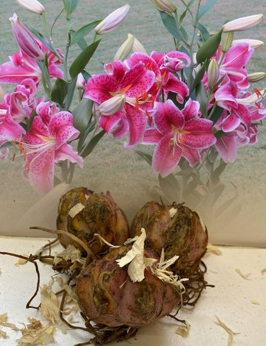 Stargazer oriental lily - 3,