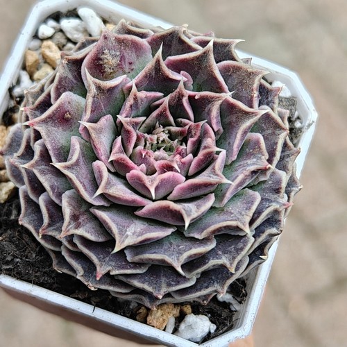 Echeveria rare vinci code - 'da, code'
