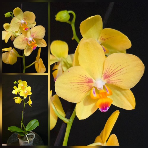 Phalaenopsis inti sun 1 - phalaenopsis,