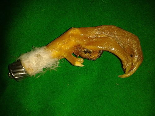 Velociraptor claw gaff - claw,