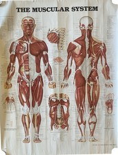 Vintage Anatomical Wall Chart