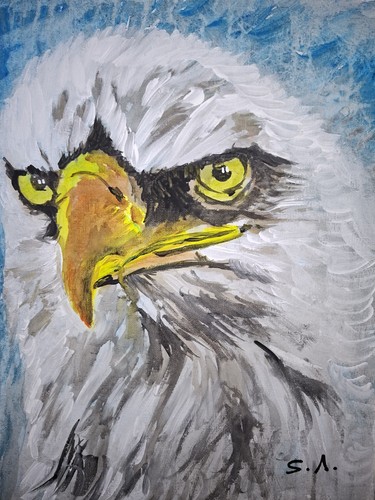 Wildlife bald eagle portrait - wildlife,