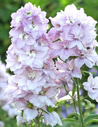 Delphinium cherry blossom - 25,