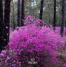Rhododendron Daurian 25 PCS