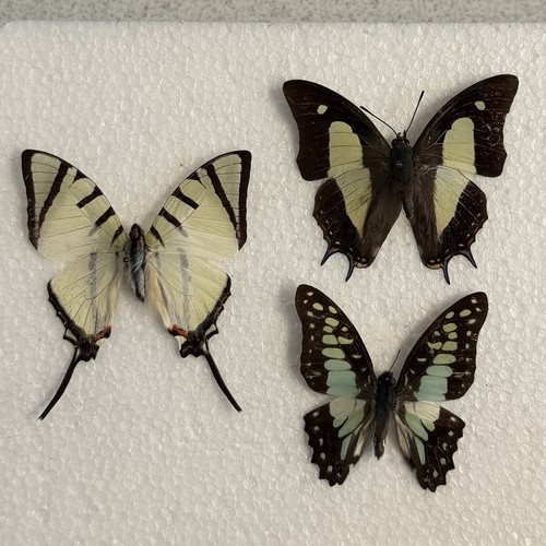 Entomology butterfly specimen - butterfly,