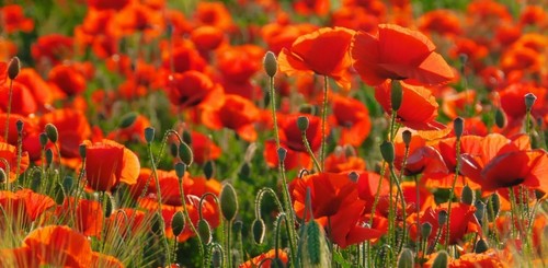 216 000 seeds - , english