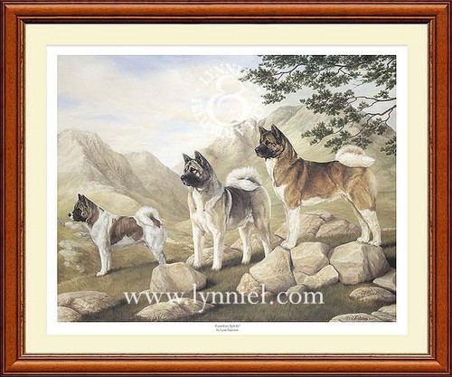 Akita limited edition - akita,