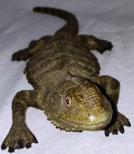 HIGHLY DETAILED VIVARIUM