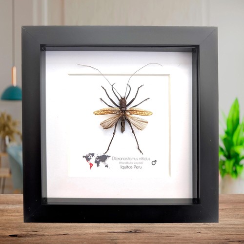 Framed shiny longhorn katydid