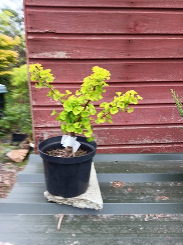 Ginkgo mariken pot - 5l,