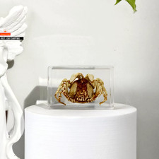 29Pcs Real Marine Life Epoxy