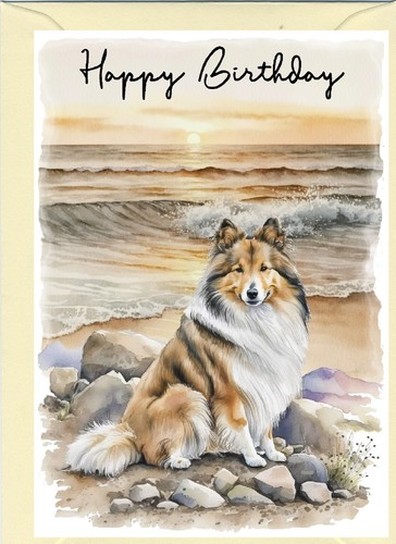 Shetland sheepdog sheltie - sheepdog,