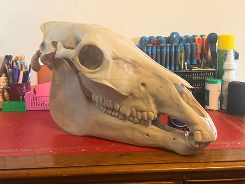Full scale horse skull replica - horse,
