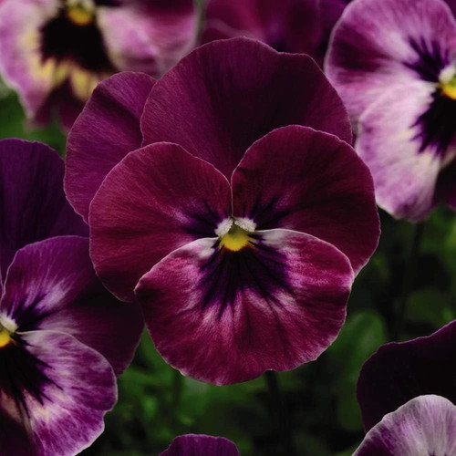 Pansy cool wave raspberry - pansy,