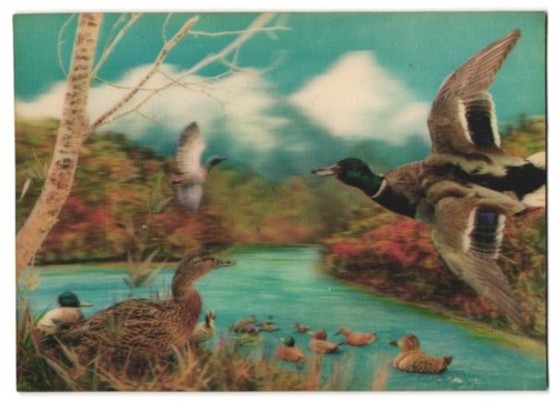Postcard ducks the pond - ducks,