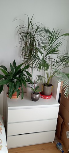 Bundle house plants in - plants,