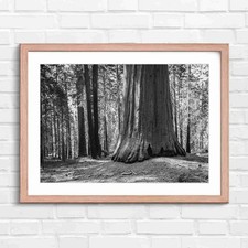 Massive redwood tree trunk - redwood,