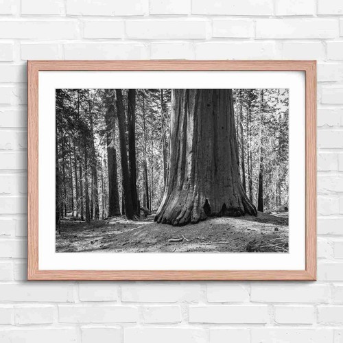 Massive redwood tree trunk - massive,