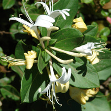 Lonicera Japonica Halliana - Flowering Honeysuckle Climber