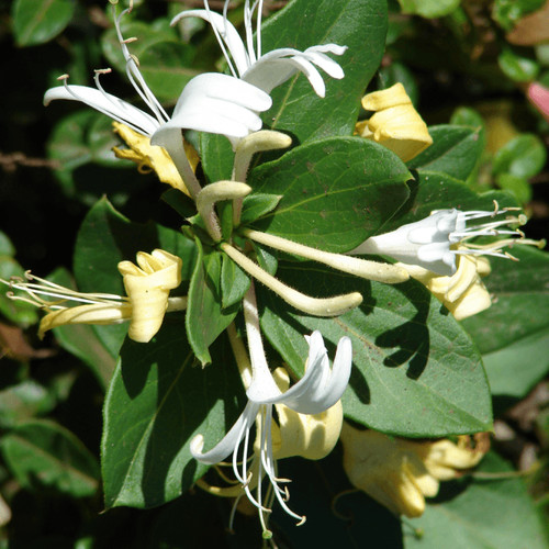 Lonicera japonica halliana - lonicera,