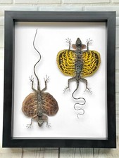Bearded Flying Dragon Lizard Pair (Draco haematopogon) Deep Shadow Frame Display