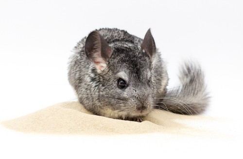 20kg chinchilla natural - 20kg,