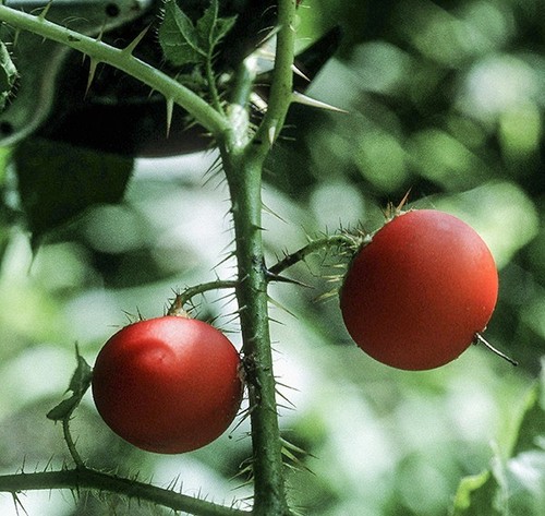 Ornamental firethorn tomato - tomato,