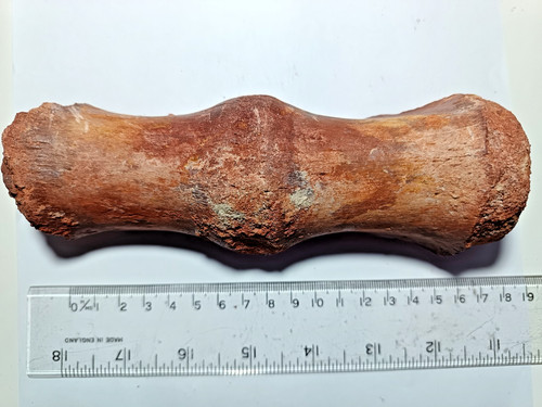 Big cretaceous fused fossil - big,