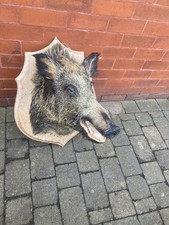 Massive mounted Wild Boar Head 