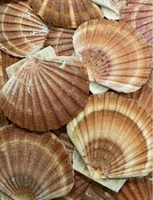 Natural Sea Washed Scallop