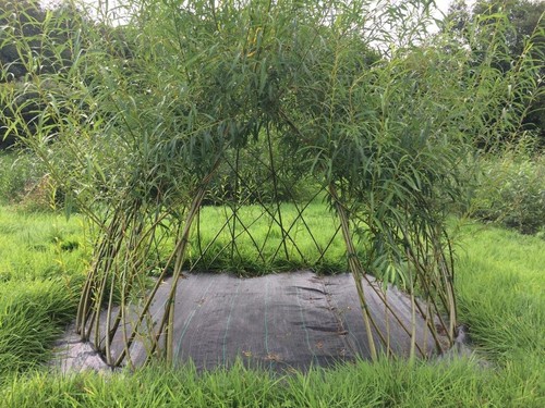 Live willow whip cuttings - willow,