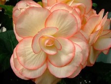 pretty Begonia Double Imported