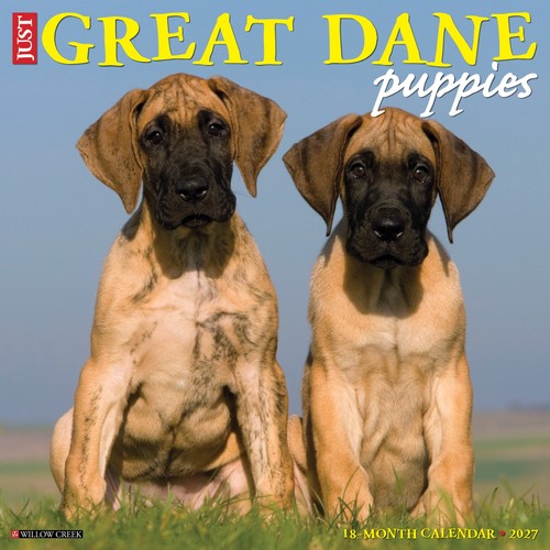Great dane puppies 2027 x - great,