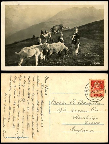 Mountain goats sheep - mountain, cattle