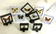 Membrane Frames Butterfly Moth and  Insects PK05