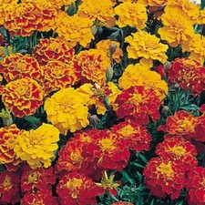 200 French Marigold Seeds -