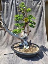 (46Y)Tanuki Needle Juniper