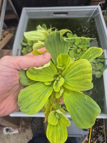 Water lettuce floating - x,