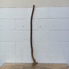 Excellent Shape Blackthorn