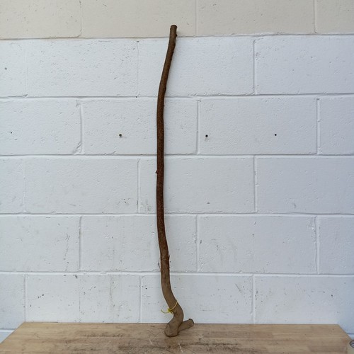 Excellent shape blackthorn - excellent,