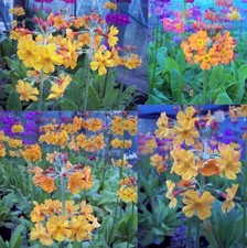 4 X plants of Primula