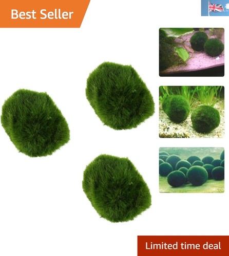 Mini marimo moss - marimo, live
