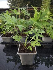 Pelargonium citronellum 'Lemon Geranium' 9cm Plant Pot