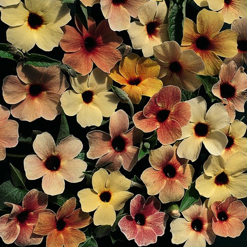 Thompson morgan thunbergia - thompson,