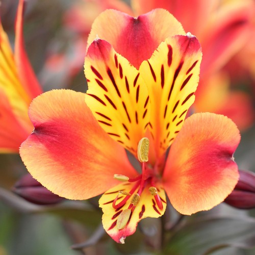Alstroemeria indian summer - indian,