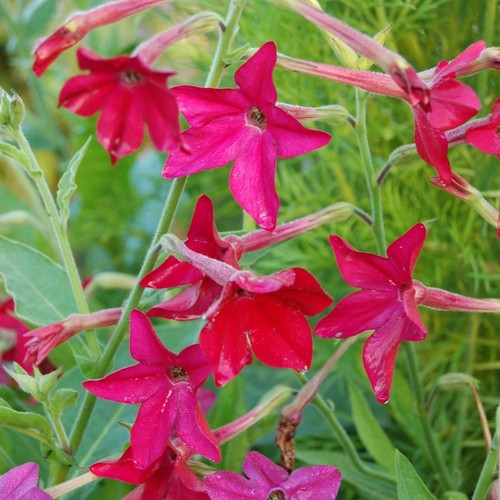 Nicotiana alata crimson bedder - crimson,
