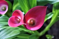 Zantedeschia rehmannii Dark